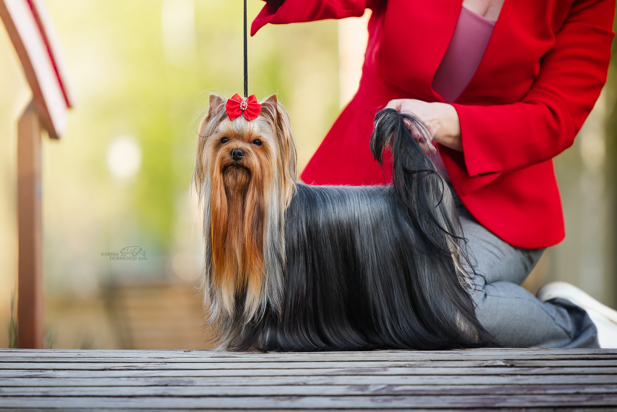 BESTIA FORTIS VENDI HAUS — Labaza DogPedigree YorkshireTerrier